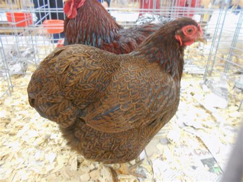 partridge wyandotte chicken|partridge wyandotte for sale.